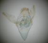 Phycitodes albatella